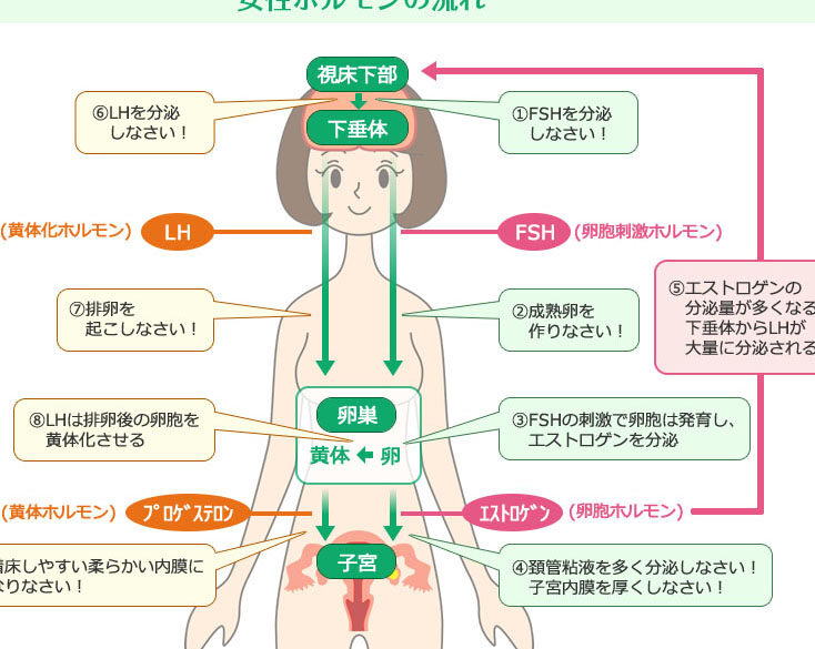 妊娠どうやったらする方法とステップを解説
