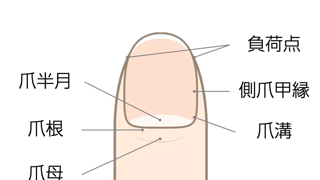 爪ってどうやって伸びるの？そのメカニズムを解説